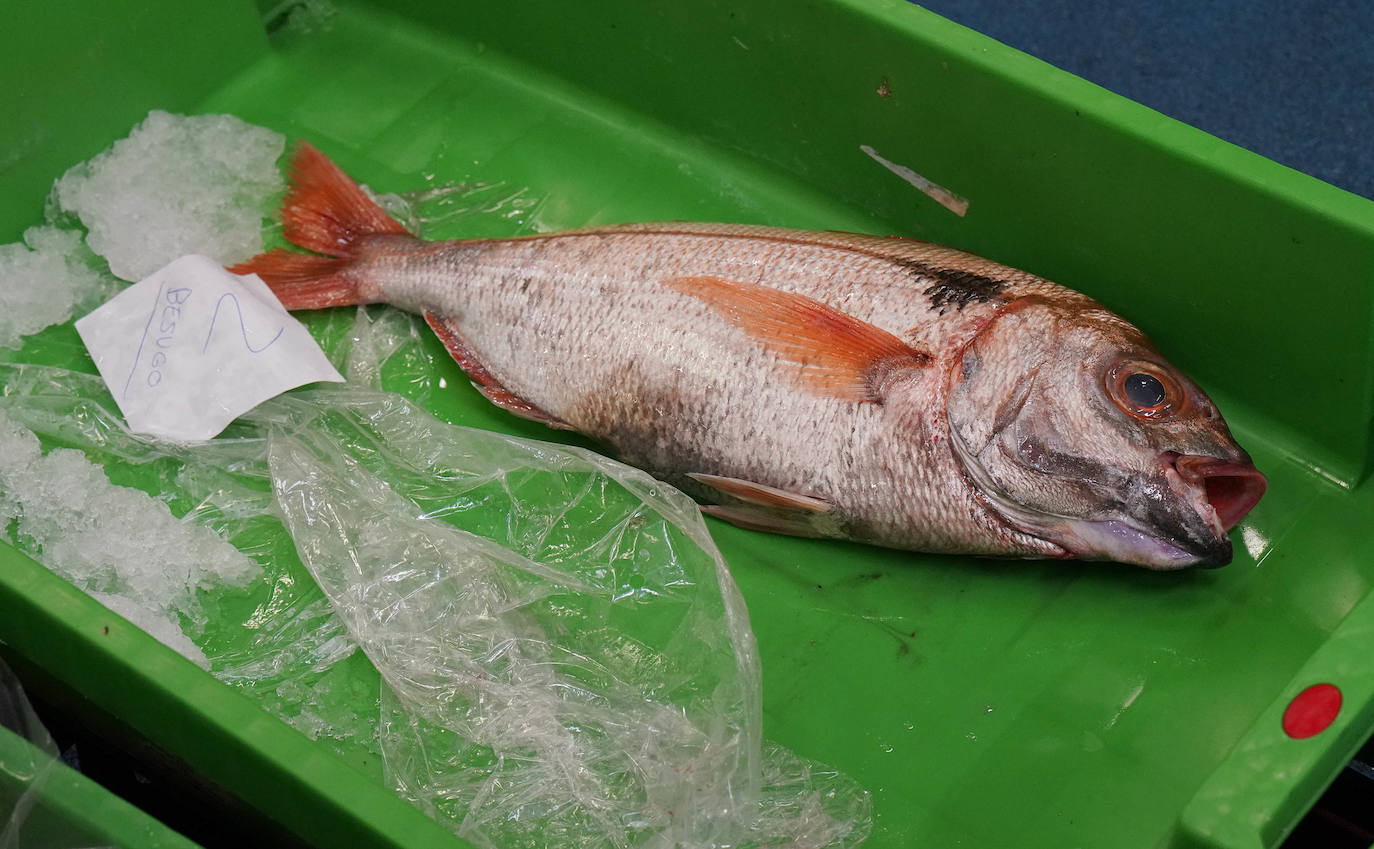 La lonja de Pasaia confirma que la Navidad será distinta, al detectarse en los encargos que las celebraciones van a ser de menos personas. Armadores, vendedores, mayoristas y minoristas trabajan estos días sin descanso para que ninguna familia o establecimiento hostelero se quede estas Navidades sin pescado fresco.