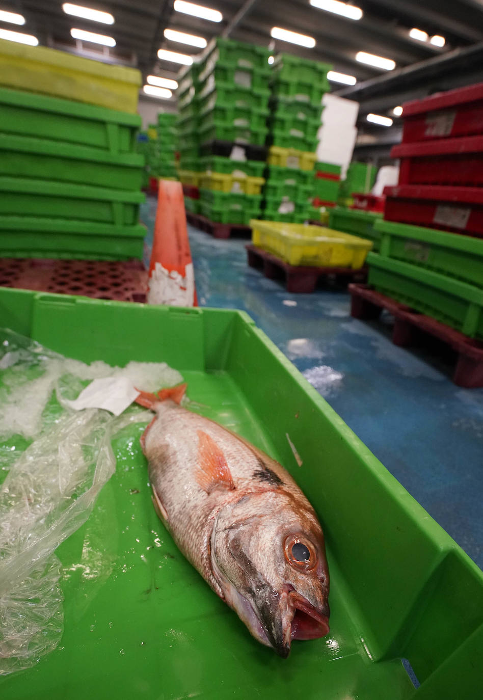 La lonja de Pasaia confirma que la Navidad será distinta, al detectarse en los encargos que las celebraciones van a ser de menos personas. Armadores, vendedores, mayoristas y minoristas trabajan estos días sin descanso para que ninguna familia o establecimiento hostelero se quede estas Navidades sin pescado fresco.