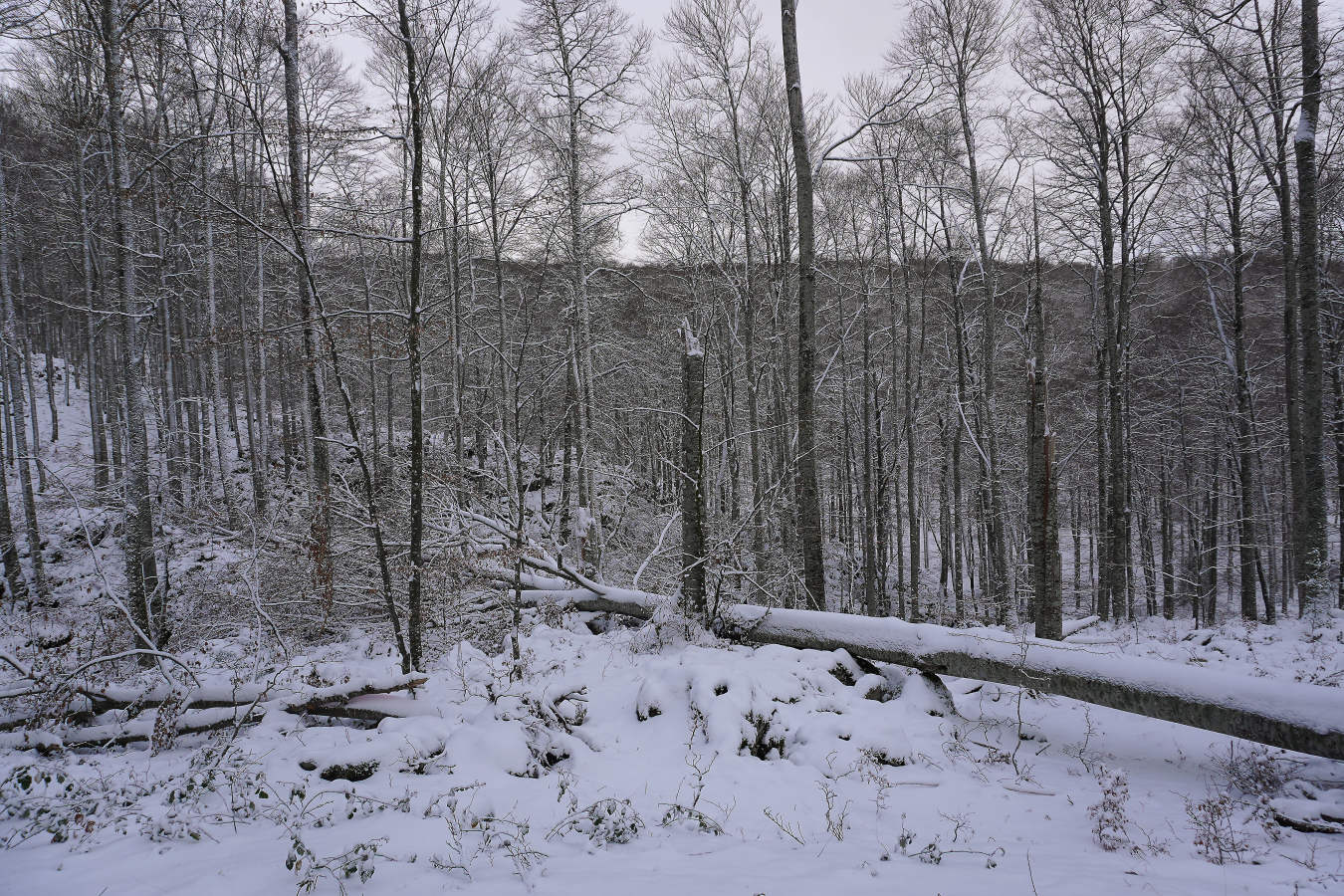 También durante todo el lunes se establecerá el aviso amarillo por nieve, ya que se espera que de madrugada la cota de nieve baje de los 1.000 a los 700 o los 800 meros, auque ocasionalmente puede llegar a 600 metros en áreas de tormenta. A partir del mediodía la cota de nieve podría situarse en el entorno de 800 a 1.000 metros.