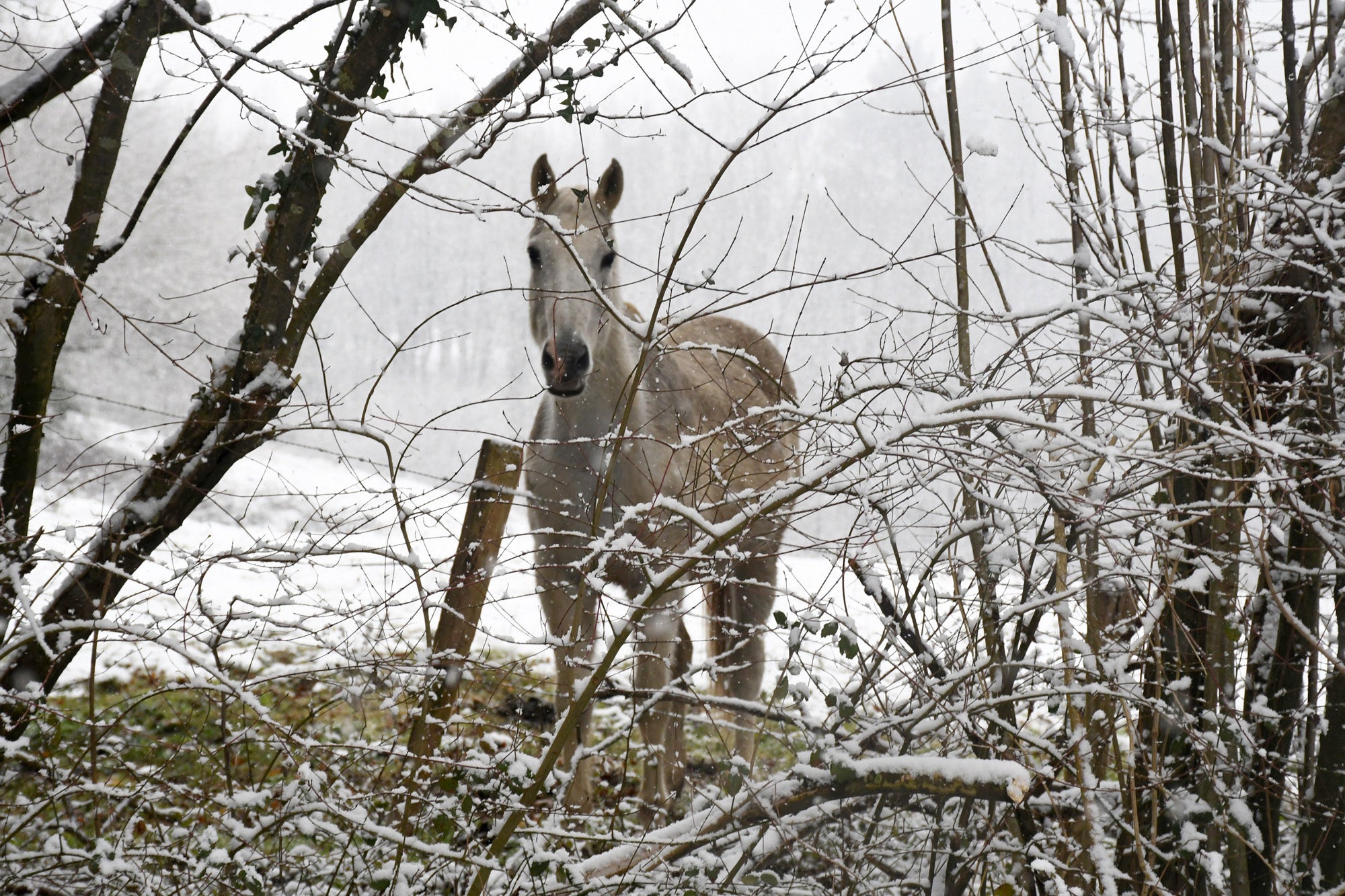 Los copos de nieve cubren las localidades de mayor altitud del territorio