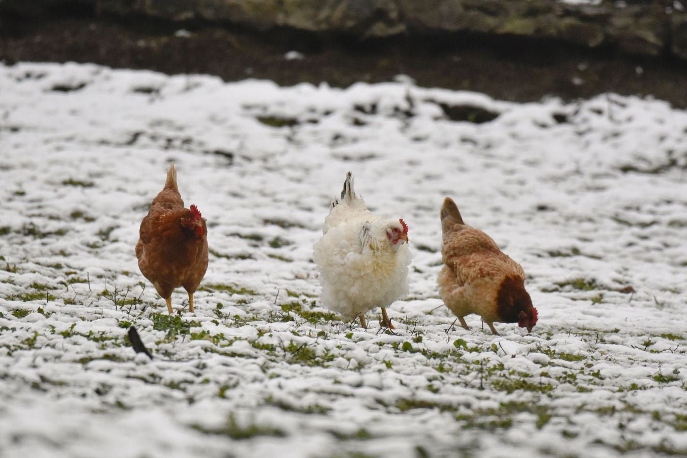 Multitud de personas han disfrutado de la nieve en puntos como el monte Uzturre, Larraiz, el alto de Arrate o la ermita de La Antigua.