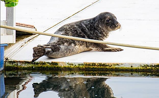 La foca lleva días en aguas del río Bidasoa. 