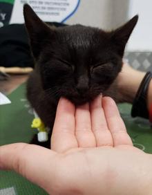 Imagen secundaria 2 - Estado en el que encontraron al gato Sebastián y su proceso de recuperación. 