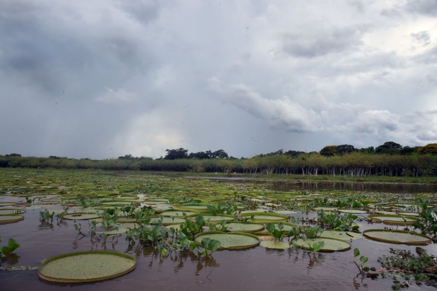 La bahía de Asunción, bañada por el río Paraguay, se ha visto enriquecida en los últimos días con la reaparición del Yakaré Yrupé (Victoria cruziana), tras diez años sin su presencia y pese a ser parte de la flora habitual de esa zona, una de las reservas ecológicas de la capital. La planta, considerada autóctona del río Paraguay, se encontraba en la lista de especies en peligro de extinción del país, de ahí que su renacer se haya recibido con esperanza y, a la vez, con cautela, ya que su ciclo de reproducción es frágil y puede verse afectado por la intervención humana. 