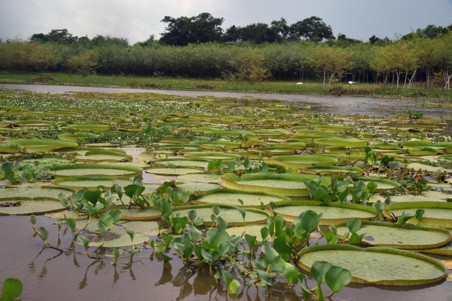 La bahía de Asunción, bañada por el río Paraguay, se ha visto enriquecida en los últimos días con la reaparición del Yakaré Yrupé (Victoria cruziana), tras diez años sin su presencia y pese a ser parte de la flora habitual de esa zona, una de las reservas ecológicas de la capital. La planta, considerada autóctona del río Paraguay, se encontraba en la lista de especies en peligro de extinción del país, de ahí que su renacer se haya recibido con esperanza y, a la vez, con cautela, ya que su ciclo de reproducción es frágil y puede verse afectado por la intervención humana. 