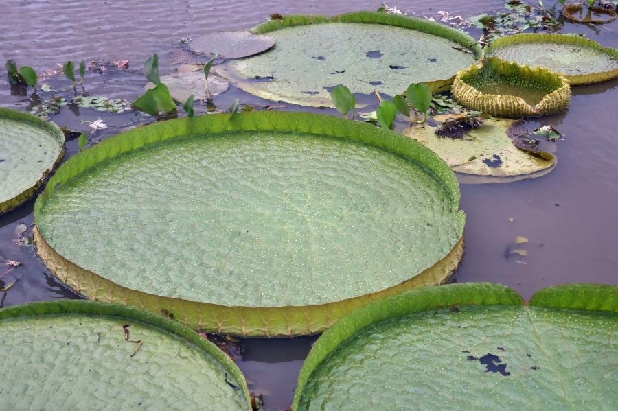 La bahía de Asunción, bañada por el río Paraguay, se ha visto enriquecida en los últimos días con la reaparición del Yakaré Yrupé (Victoria cruziana), tras diez años sin su presencia y pese a ser parte de la flora habitual de esa zona, una de las reservas ecológicas de la capital. La planta, considerada autóctona del río Paraguay, se encontraba en la lista de especies en peligro de extinción del país, de ahí que su renacer se haya recibido con esperanza y, a la vez, con cautela, ya que su ciclo de reproducción es frágil y puede verse afectado por la intervención humana. 