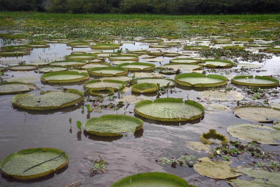La bahía de Asunción, bañada por el río Paraguay, se ha visto enriquecida en los últimos días con la reaparición del Yakaré Yrupé (Victoria cruziana), tras diez años sin su presencia y pese a ser parte de la flora habitual de esa zona, una de las reservas ecológicas de la capital. La planta, considerada autóctona del río Paraguay, se encontraba en la lista de especies en peligro de extinción del país, de ahí que su renacer se haya recibido con esperanza y, a la vez, con cautela, ya que su ciclo de reproducción es frágil y puede verse afectado por la intervención humana. 