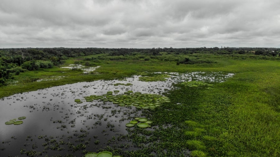 La bahía de Asunción, bañada por el río Paraguay, se ha visto enriquecida en los últimos días con la reaparición del Yakaré Yrupé (Victoria cruziana), tras diez años sin su presencia y pese a ser parte de la flora habitual de esa zona, una de las reservas ecológicas de la capital. La planta, considerada autóctona del río Paraguay, se encontraba en la lista de especies en peligro de extinción del país, de ahí que su renacer se haya recibido con esperanza y, a la vez, con cautela, ya que su ciclo de reproducción es frágil y puede verse afectado por la intervención humana. 