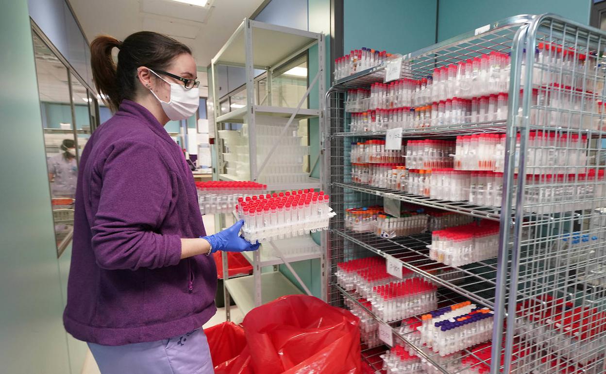 Muestras en el laboratorio de microbiología del Hospital Universitario Donostia.