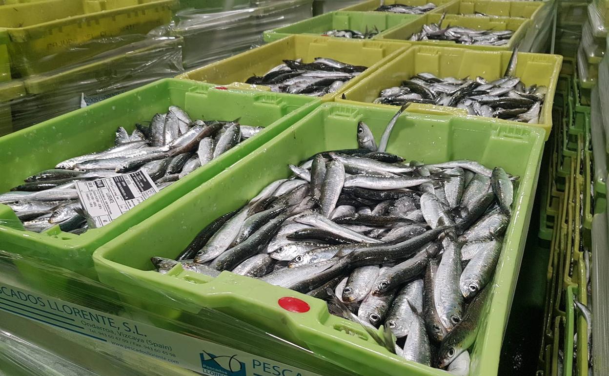 La flota descargó sardina al no aparecer el verdel