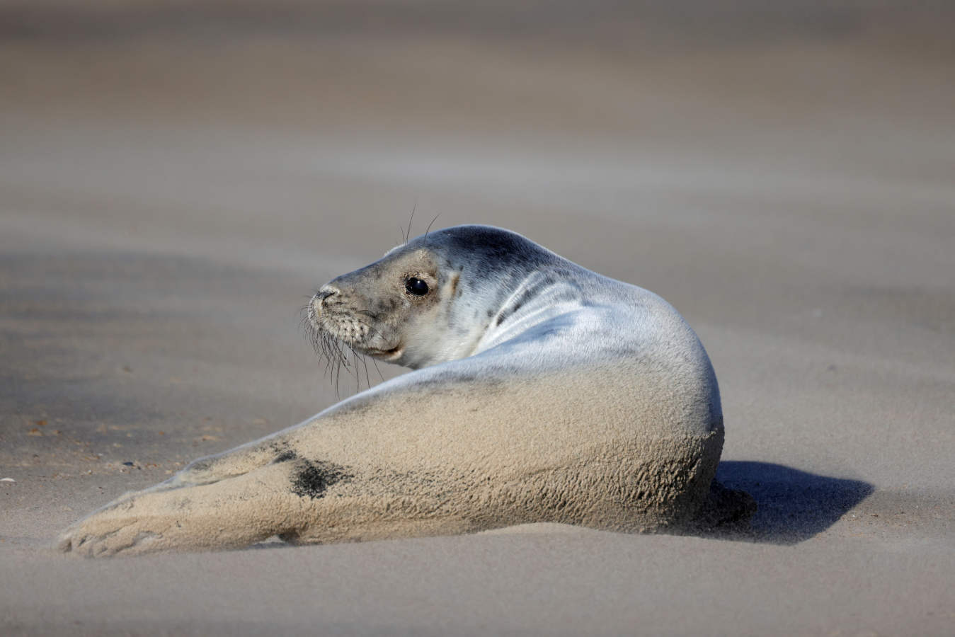 Fotos: Las focas regresan a la costa norte de Francia