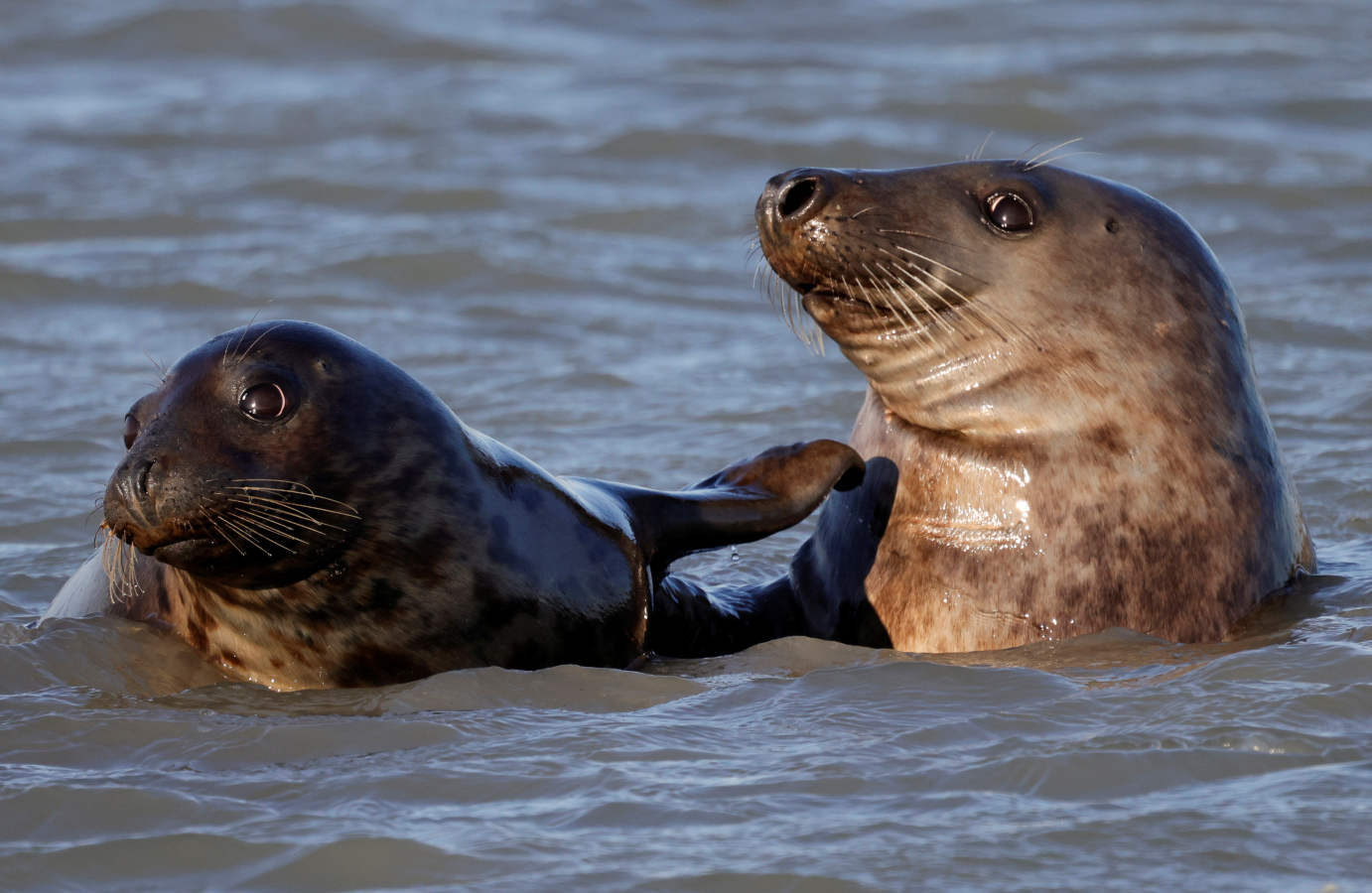 Fotos: Las focas regresan a la costa norte de Francia