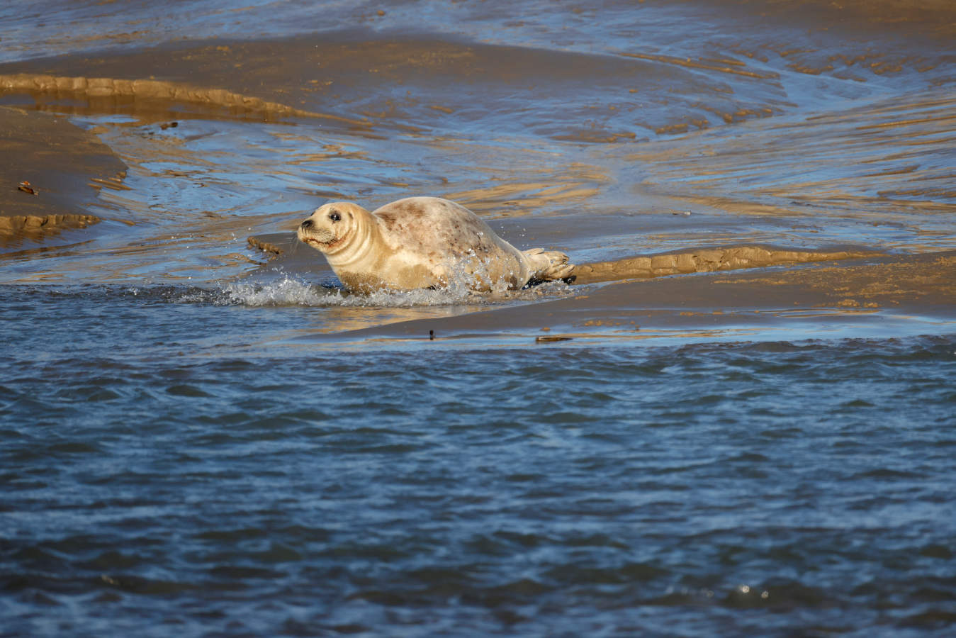 Fotos: Las focas regresan a la costa norte de Francia