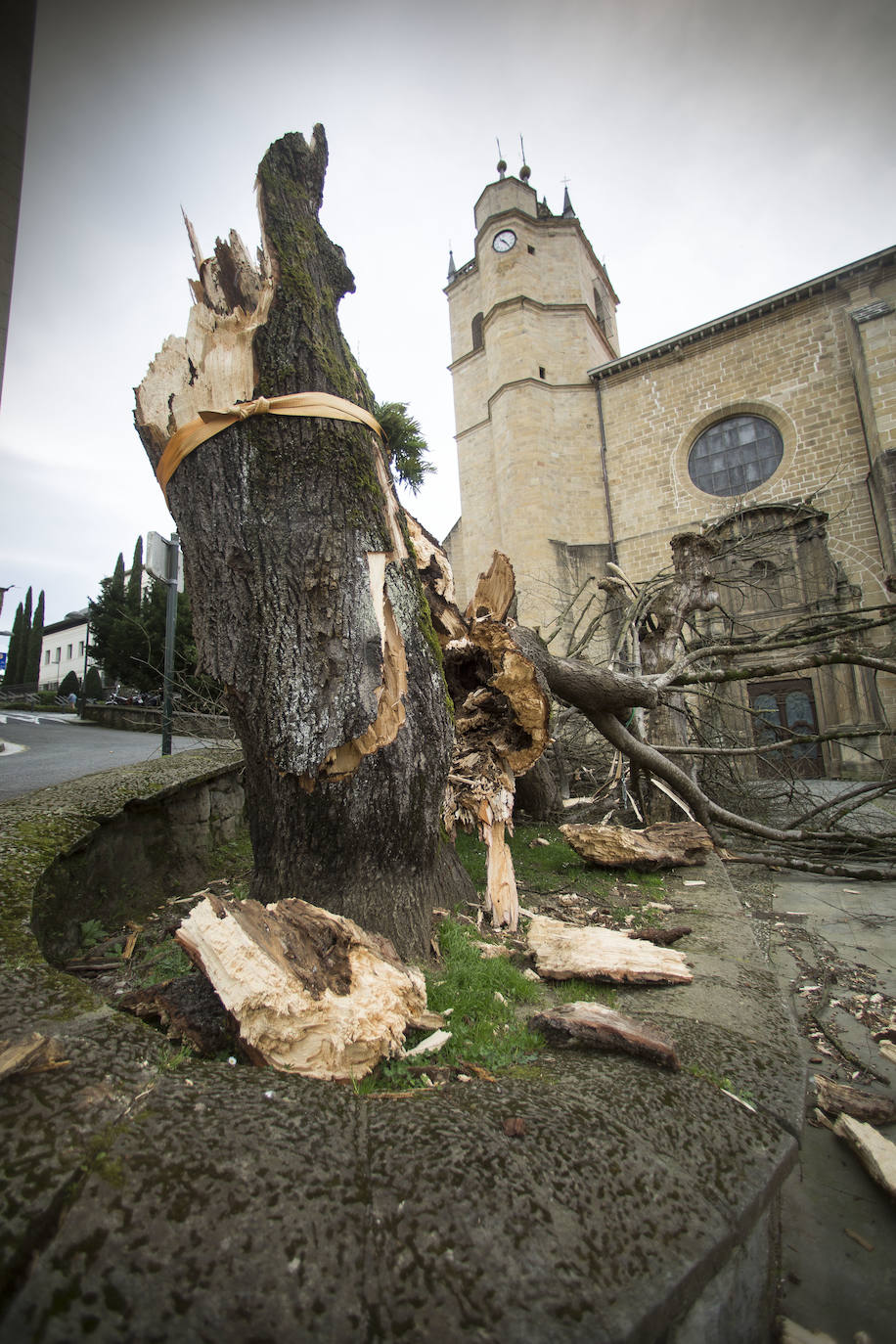 Un árbol de grandes dimensiones se ha caído en la plazoleta del Junkal de Irun. 