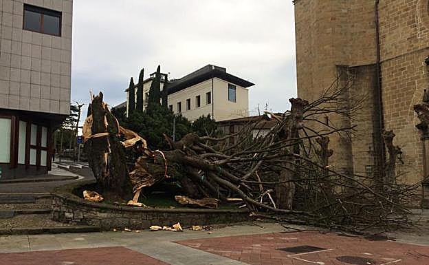 Foto: Árbol caído en la plazoleta del Junkal de Irun (Iraitz Vázquez). / Vídeo: La previsión del tiempo.