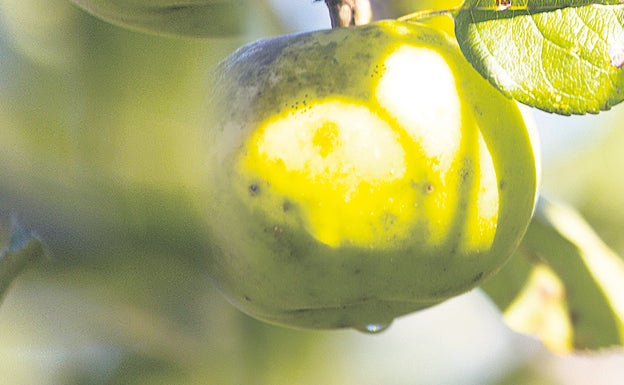 Es tiempo de sidrerías