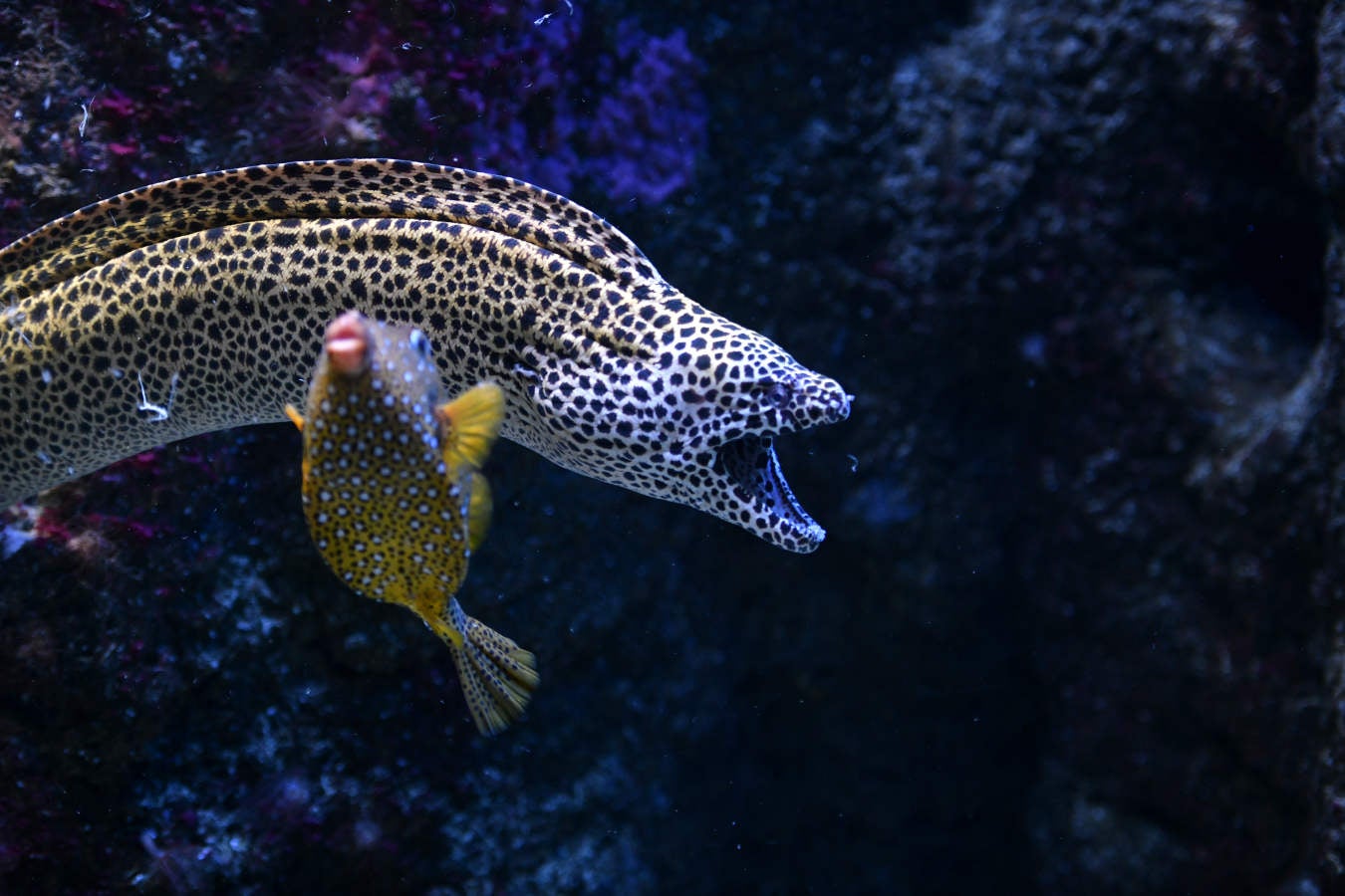 Los peces del Aquarium devoran más de 80.000 euros de comida al año
