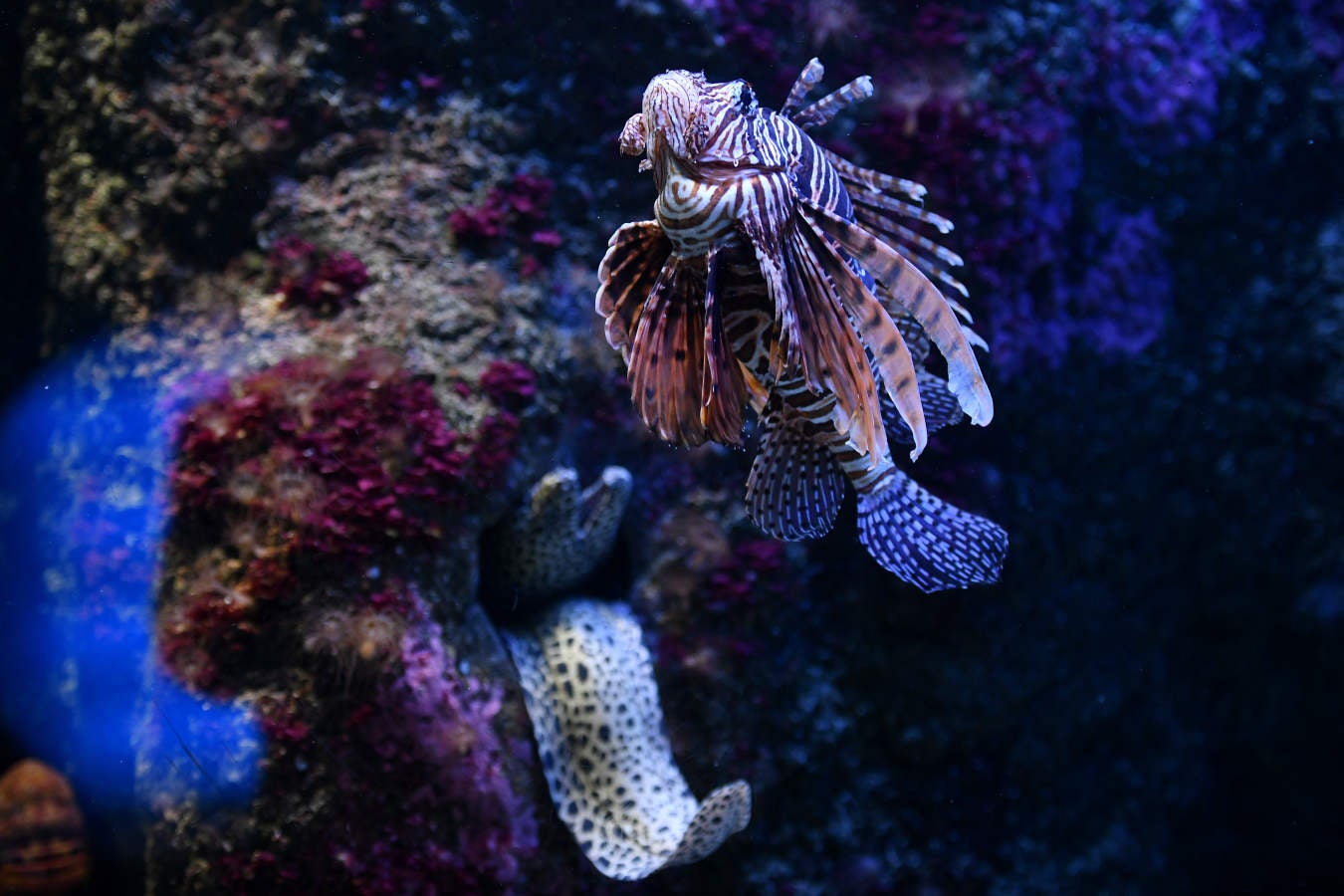 Los peces del Aquarium devoran más de 80.000 euros de comida al año