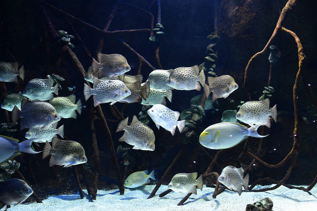 Los peces del Aquarium devoran más de 80.000 euros de comida al año
