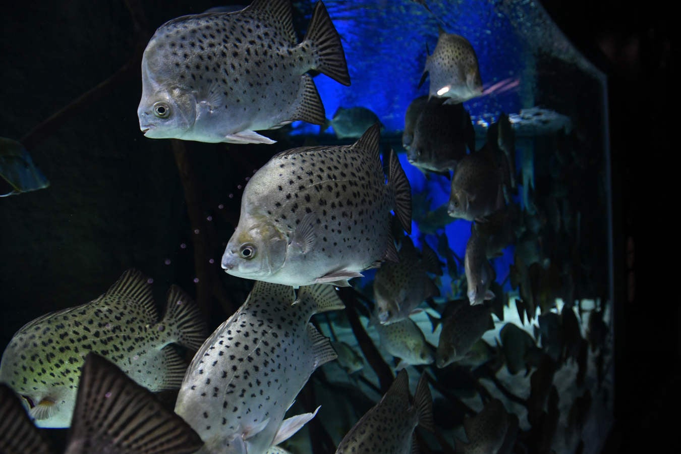 Los peces del Aquarium devoran más de 80.000 euros de comida al año