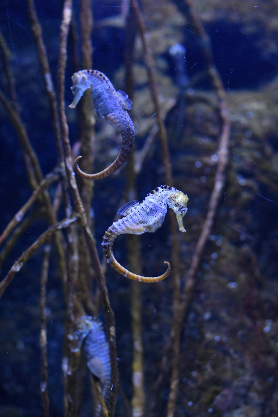 Los peces del Aquarium devoran más de 80.000 euros de comida al año
