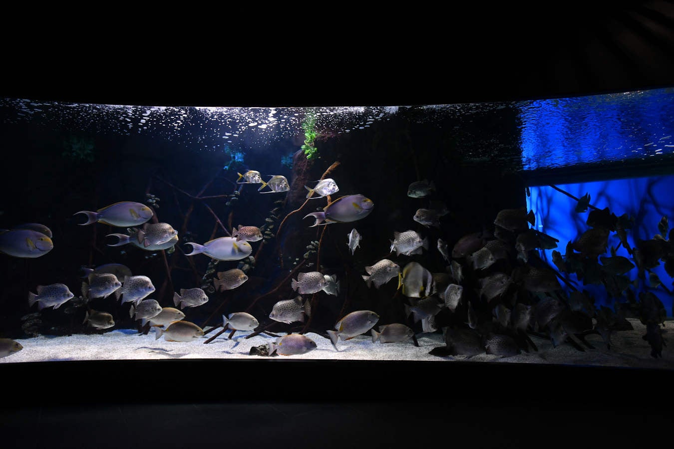 Los peces del Aquarium devoran más de 80.000 euros de comida al año