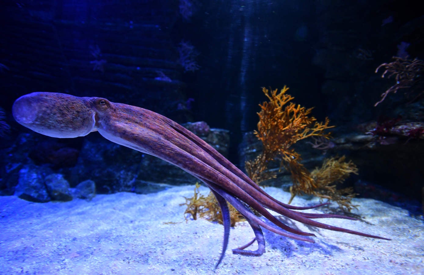 Los peces del Aquarium devoran más de 80.000 euros de comida al año