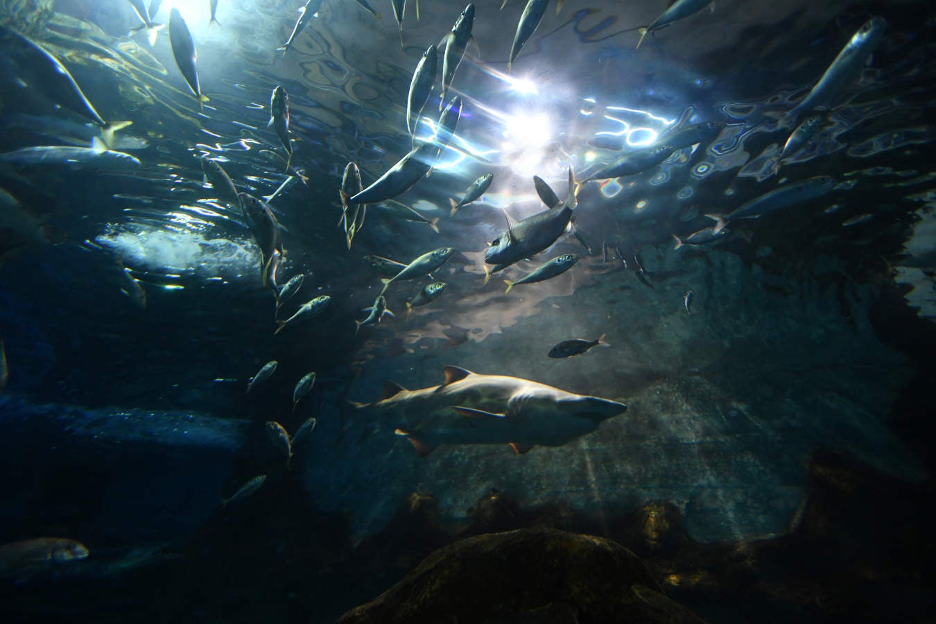 Los peces del Aquarium devoran más de 80.000 euros de comida al año