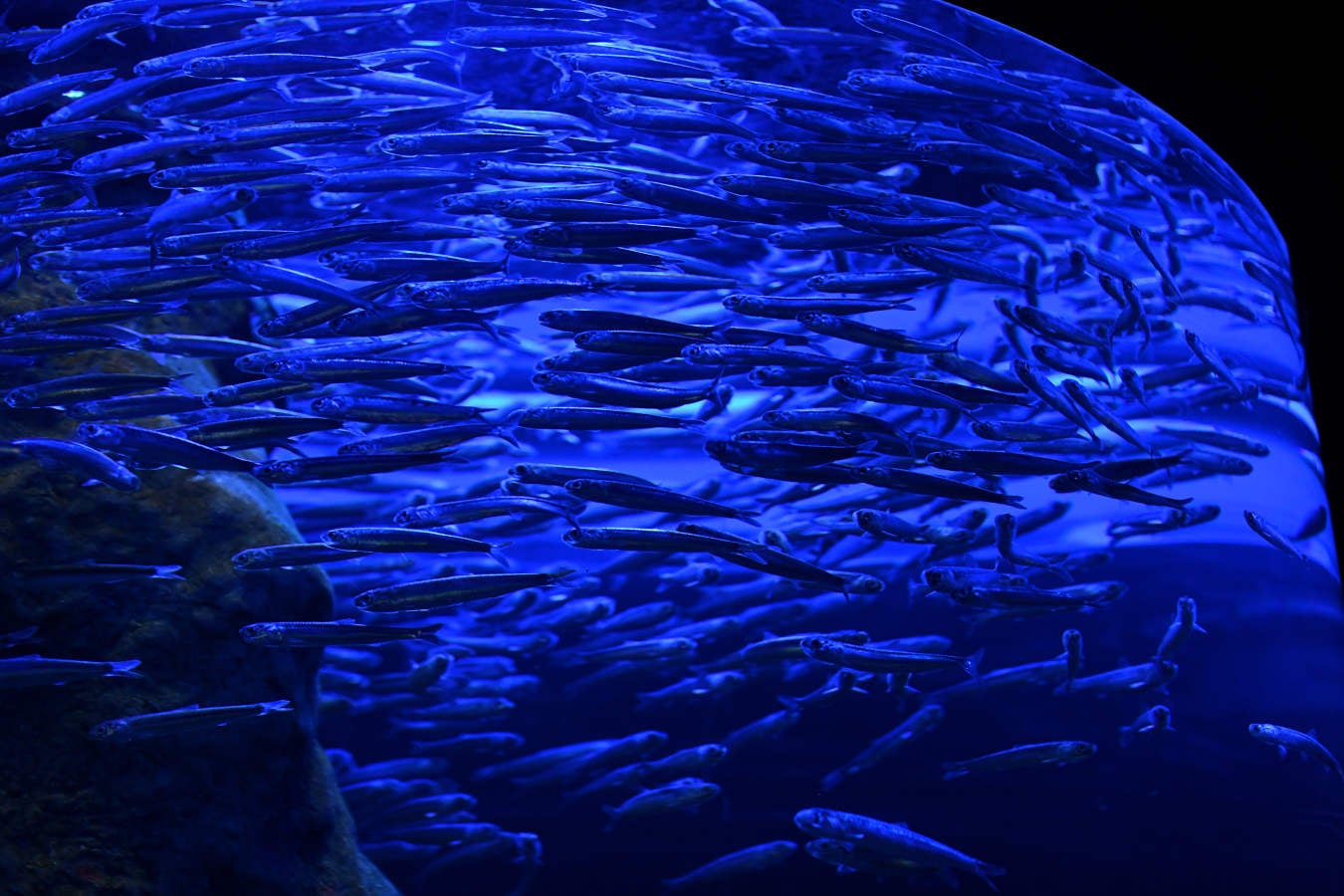 Los peces del Aquarium devoran más de 80.000 euros de comida al año