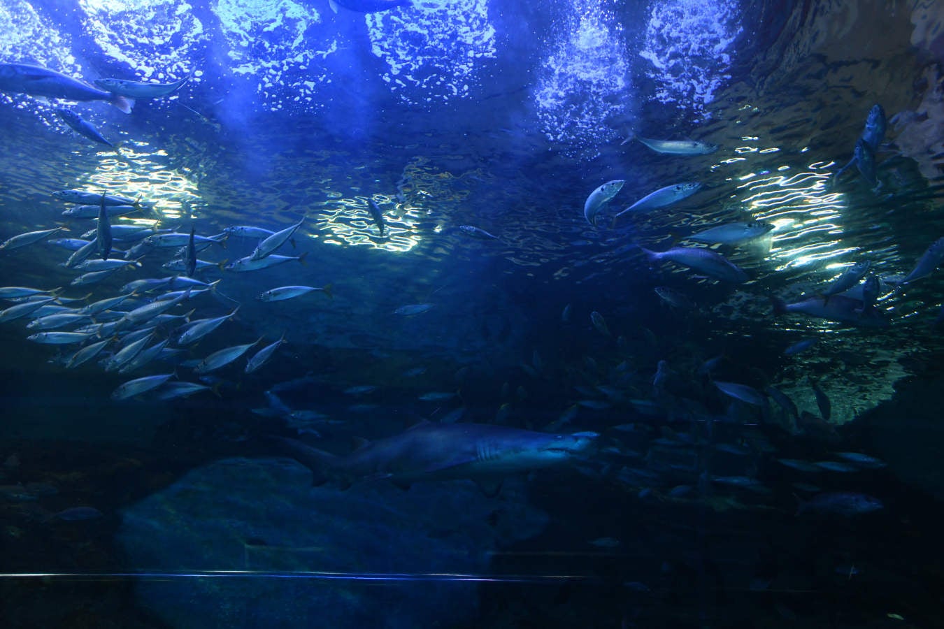 Los peces del Aquarium devoran más de 80.000 euros de comida al año