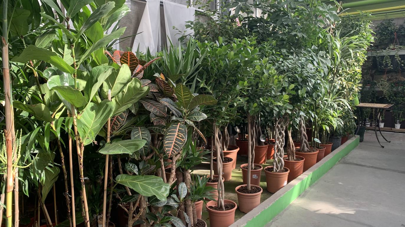 El vivero Endanea te ofrecerá una amplia variedad de plantas: desde árboles a pequeñas flores que te ayudarán a hacer de tu hogar un lugar irresistible