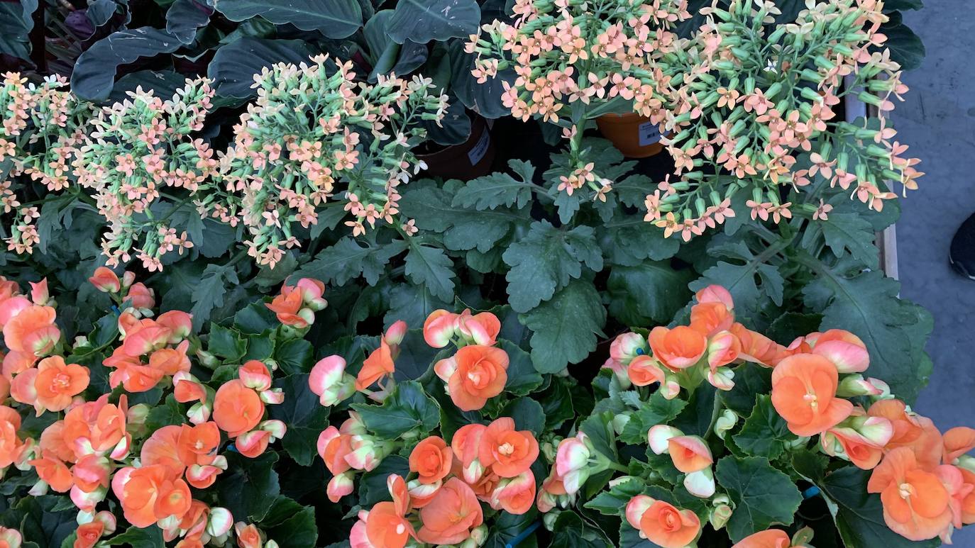 El vivero Endanea te ofrecerá una amplia variedad de plantas: desde árboles a pequeñas flores que te ayudarán a hacer de tu hogar un lugar irresistible