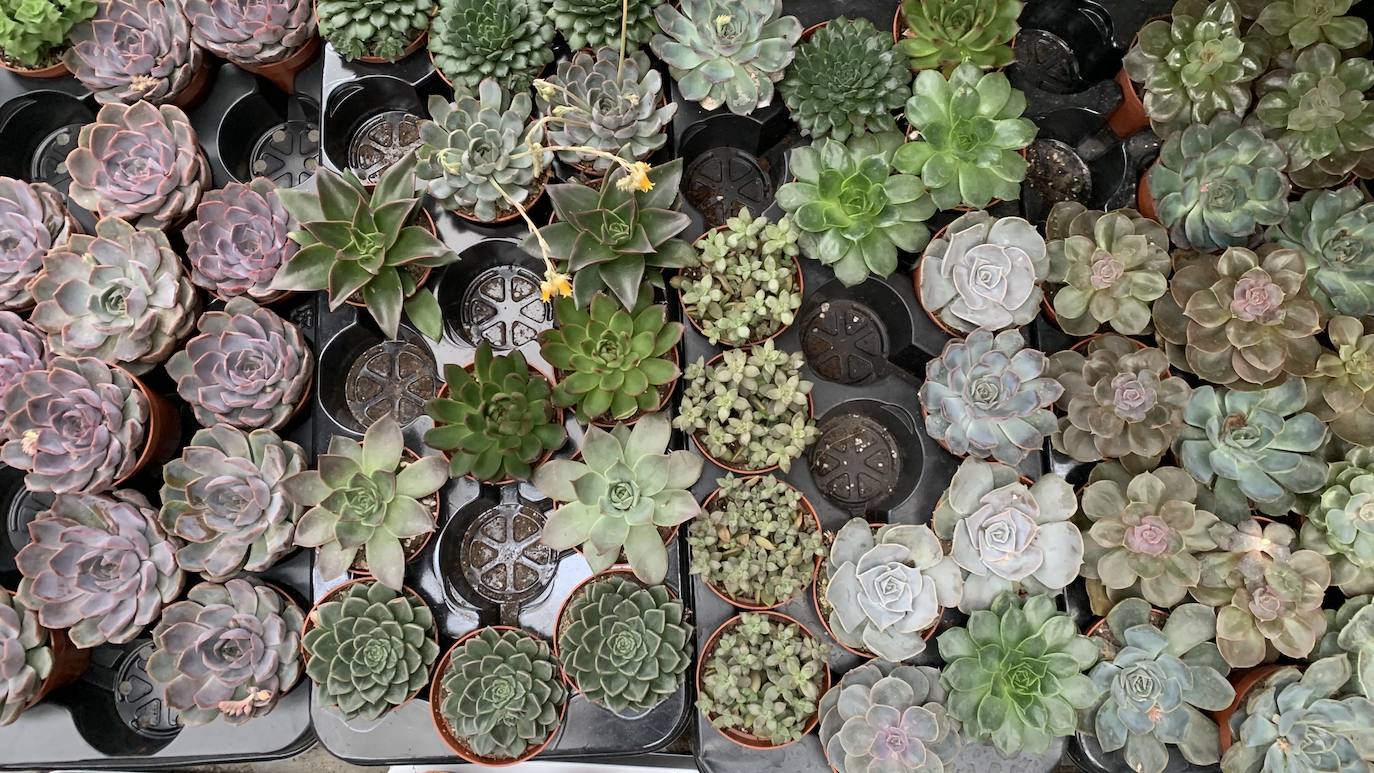 El vivero Endanea te ofrecerá una amplia variedad de plantas: desde árboles a pequeñas flores que te ayudarán a hacer de tu hogar un lugar irresistible