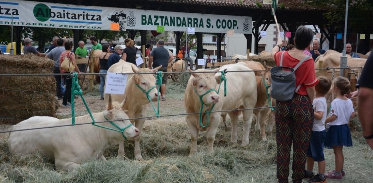 Ganado en una feria de la comarca. 