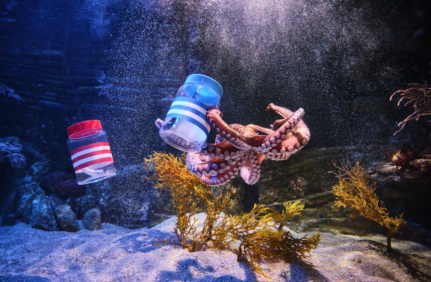 ¿Quién ganará la Copa?Es la pregunta del millón. El cefalópodo del Aquarium lo tiene claro, el 3 de abril la Real puede tener un trofeo más en su vitrina