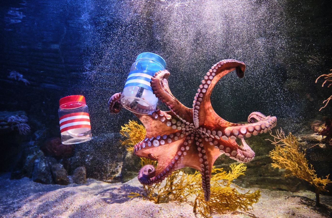 ¿Quién ganará la Copa?Es la pregunta del millón. El cefalópodo del Aquarium lo tiene claro, el 3 de abril la Real puede tener un trofeo más en su vitrina