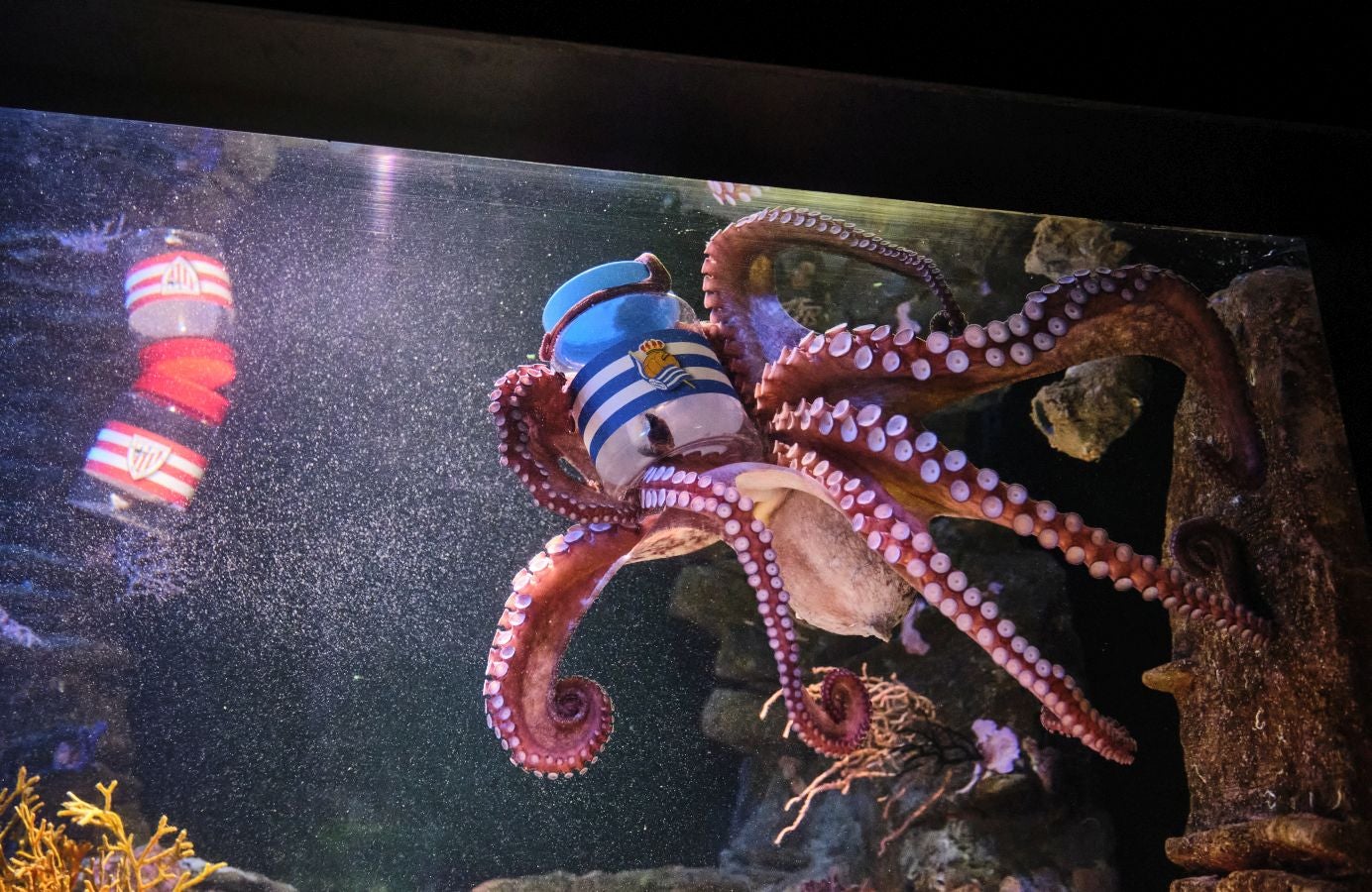 ¿Quién ganará la Copa?Es la pregunta del millón. El cefalópodo del Aquarium lo tiene claro, el 3 de abril la Real puede tener un trofeo más en su vitrina