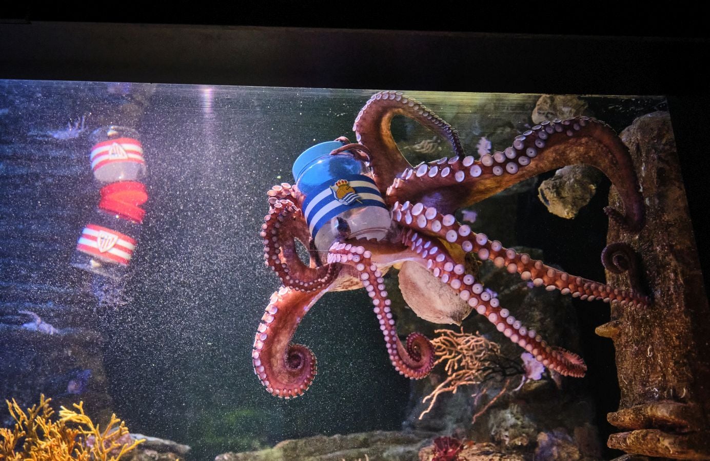 ¿Quién ganará la Copa?Es la pregunta del millón. El cefalópodo del Aquarium lo tiene claro, el 3 de abril la Real puede tener un trofeo más en su vitrina