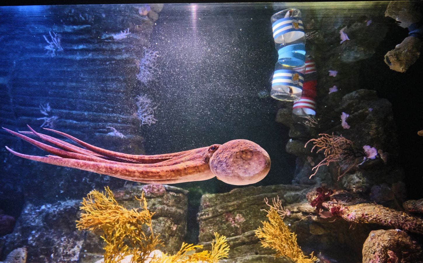 ¿Quién ganará la Copa?Es la pregunta del millón. El cefalópodo del Aquarium lo tiene claro, el 3 de abril la Real puede tener un trofeo más en su vitrina