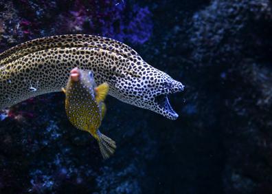Imagen secundaria 1 - Los peces del Aquarium de San Sebastian devoran más de 80.000 euros de comida al año