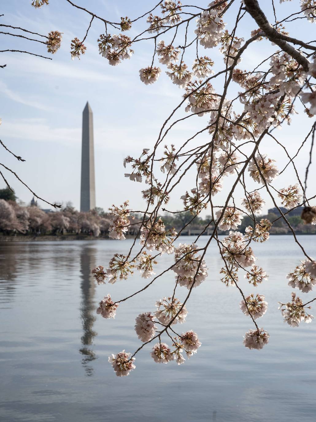 Fotos: Los cerezos en flor de Washington