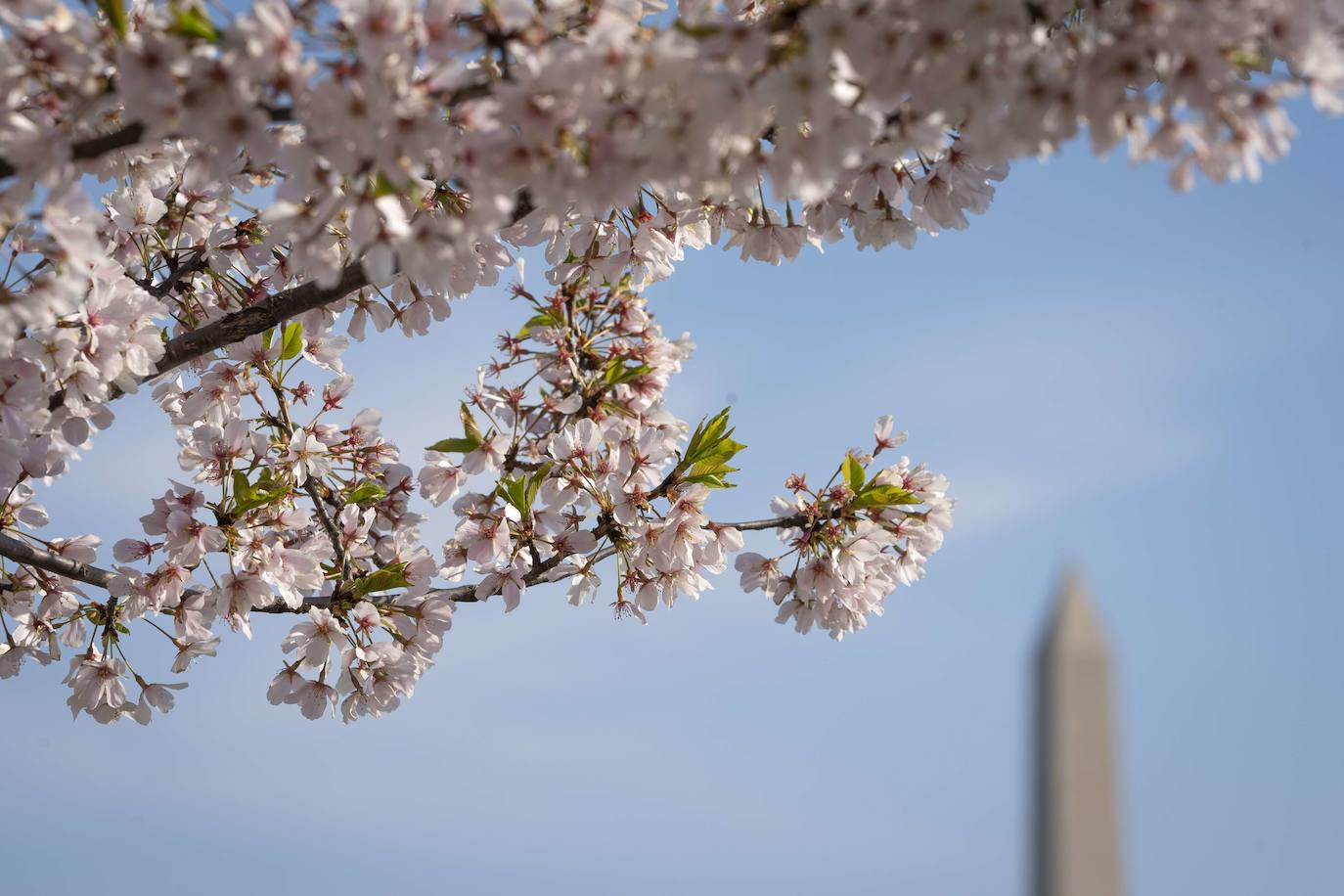 Fotos: Los cerezos en flor de Washington