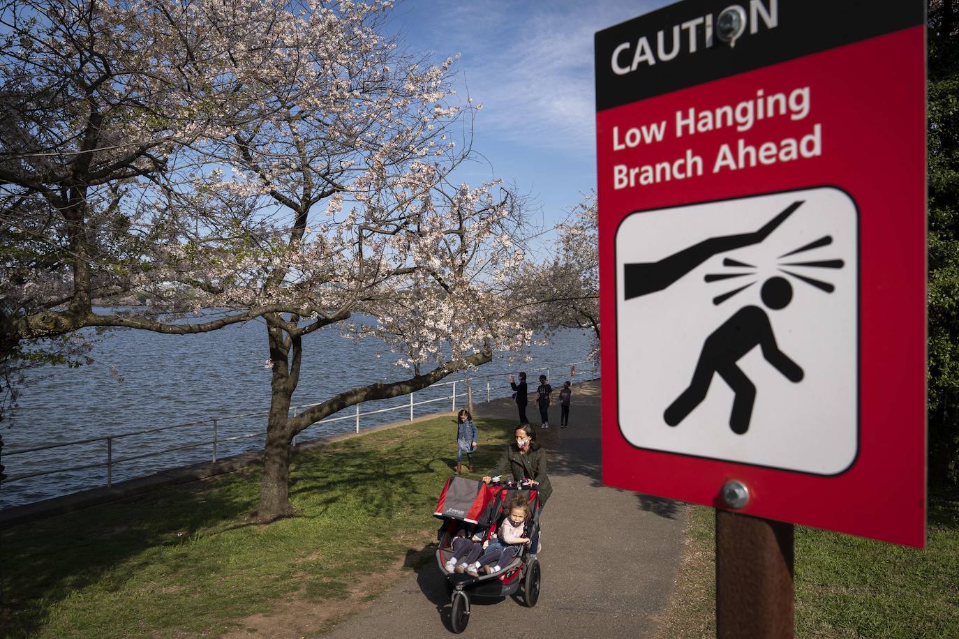 Fotos: Los cerezos en flor de Washington