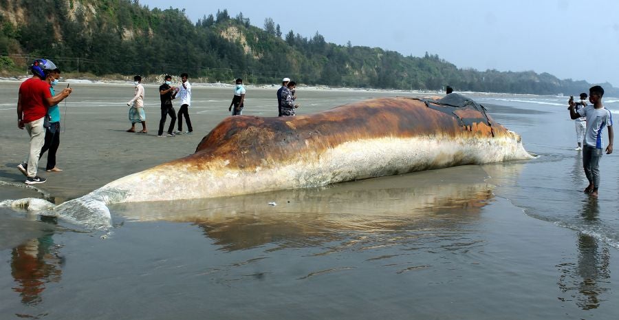 La aparición de una ballena de 9 metros de largo en una playa de Bangladesh fue el atractivo de la localidad durante unas horas
