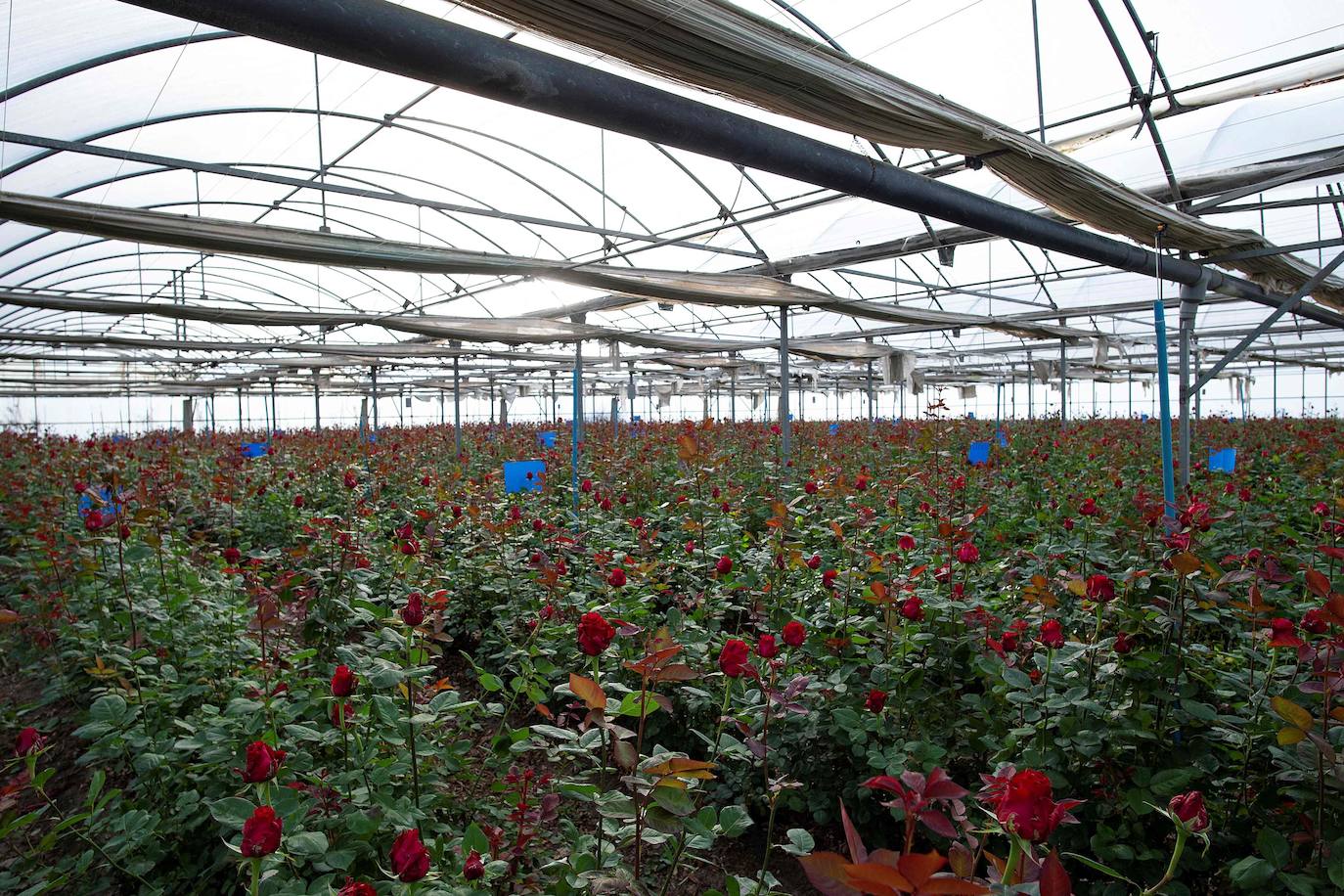 Fotos: Millones de rosas para Sant Jordi