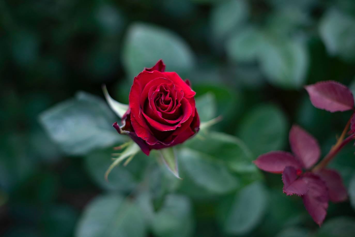 Fotos: Millones de rosas para Sant Jordi