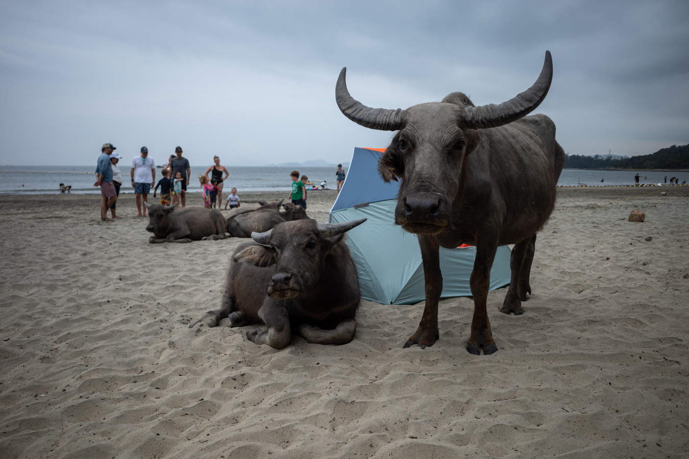Los búfalos de agua cercan la playa