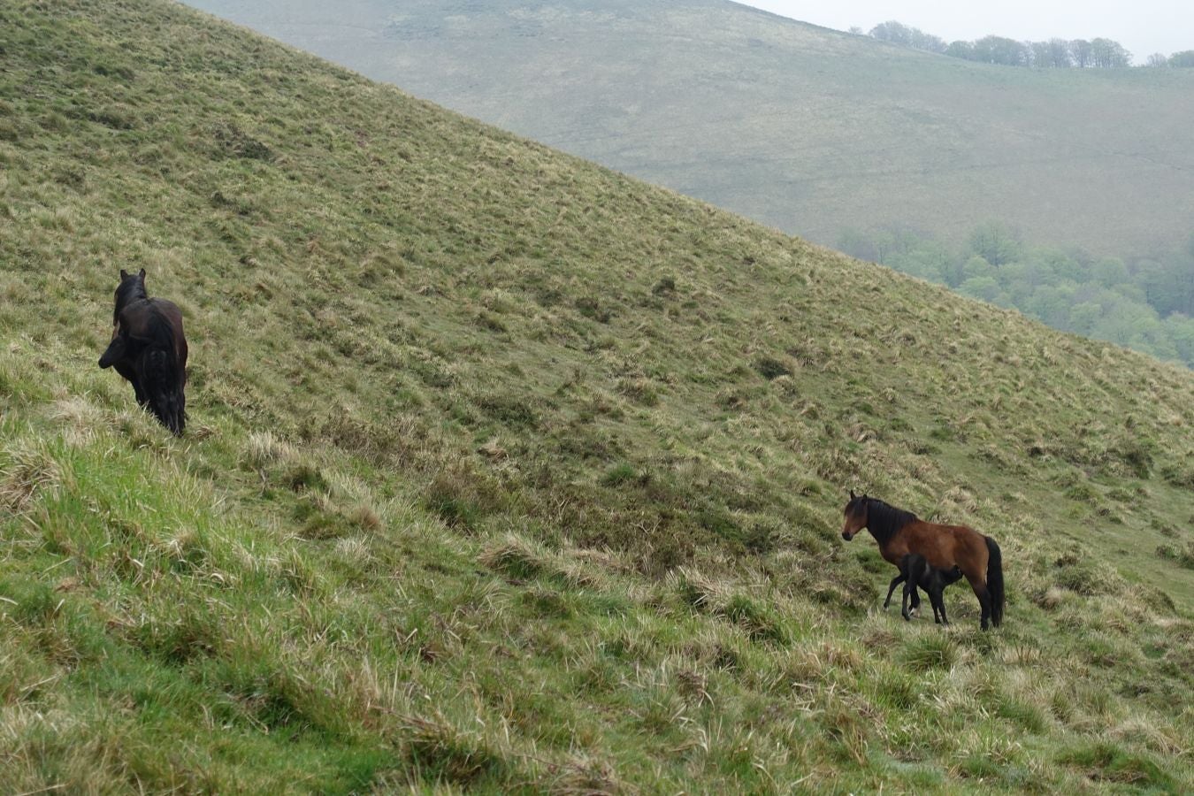 Discreta cima de la línea del Adarra, situada en la muga de Gipuzkoa y Navarra, cobija grandes tesoros a su alrededor