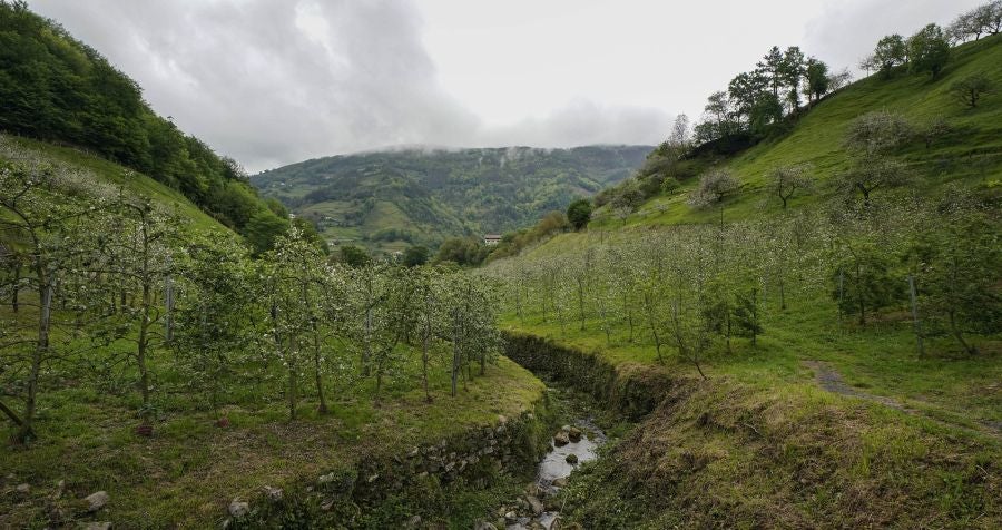 El mes de las flores convierte a Errezil, la localidad que se sitúa a los pies del monte Hernio, en el 'Jerte guipuzcoano' gracias a los miles de manzanos que se reparten por sus terrenos bajos. En este precioso rincón de Urola Costa, estos días el blancos de las flores de sus manzanos se mezcla con algunos tonos rosas, incluso fucsias en las abundantes flores que pueblan las ramas de árboles de extrañas formas.
