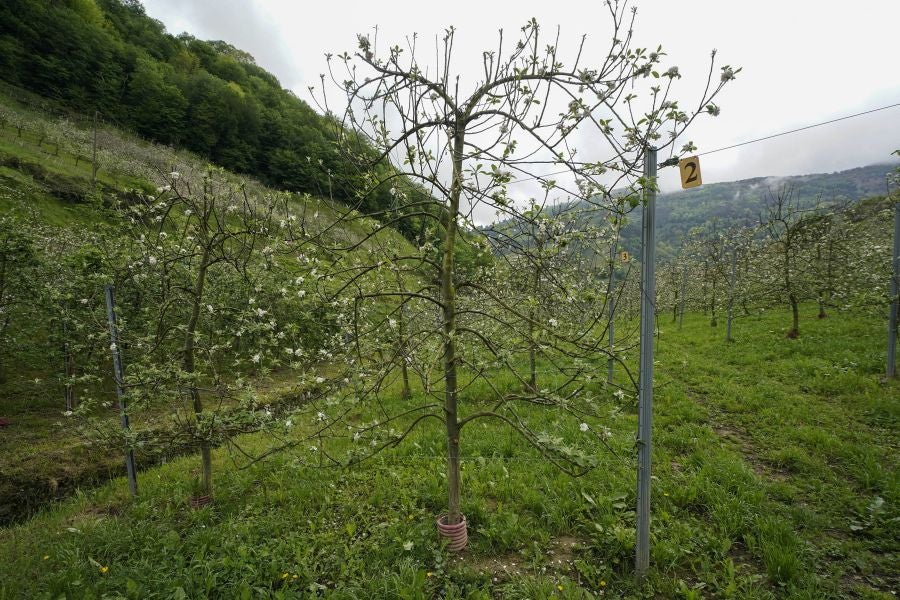 El mes de las flores convierte a Errezil, la localidad que se sitúa a los pies del monte Hernio, en el 'Jerte guipuzcoano' gracias a los miles de manzanos que se reparten por sus terrenos bajos. En este precioso rincón de Urola Costa, estos días el blancos de las flores de sus manzanos se mezcla con algunos tonos rosas, incluso fucsias en las abundantes flores que pueblan las ramas de árboles de extrañas formas.
